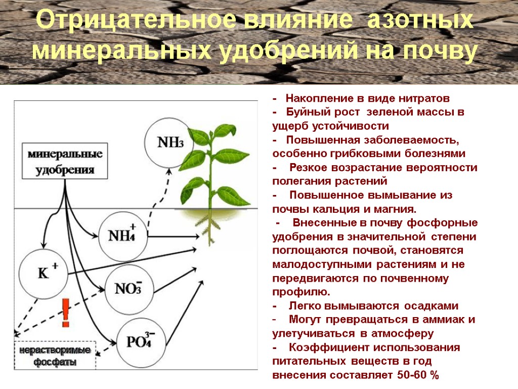 Отрицательное влияние азотных минеральных удобрений на почву - Накопление в виде нитратов - Буйный